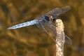 Crocothemis nigrifrons male-1741